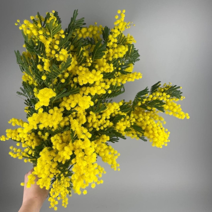 Мимоза 8 марта