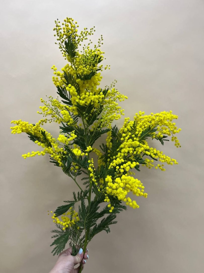 Настоящая мимоза цветок