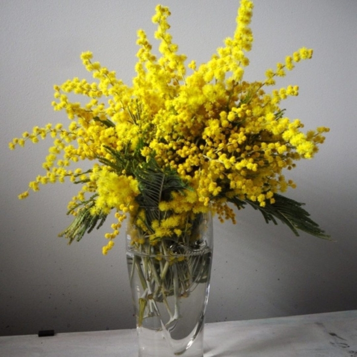 Мимоза в вазе