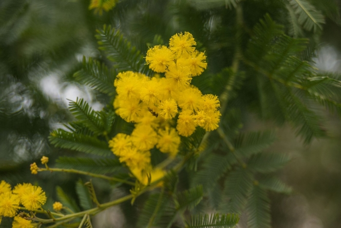 Мимоза хостилис