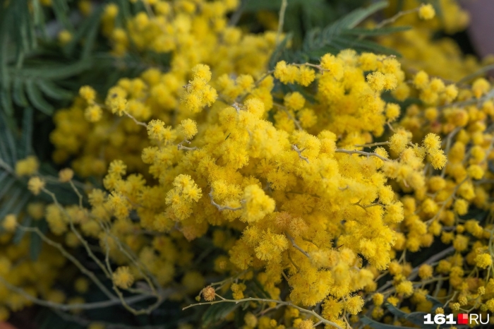 Настоящая мимоза