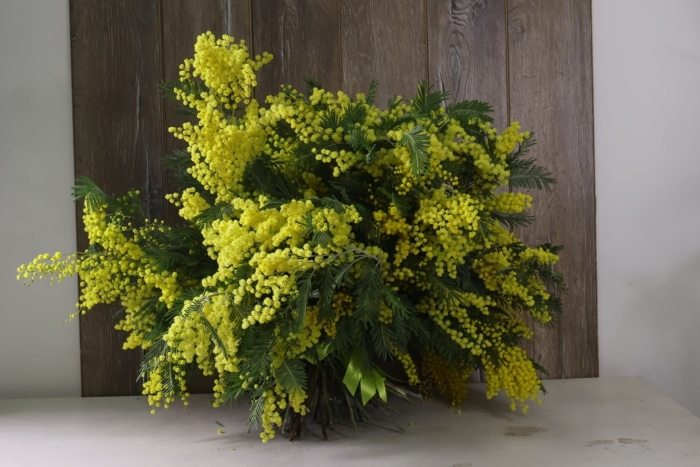 Мимоза цветок