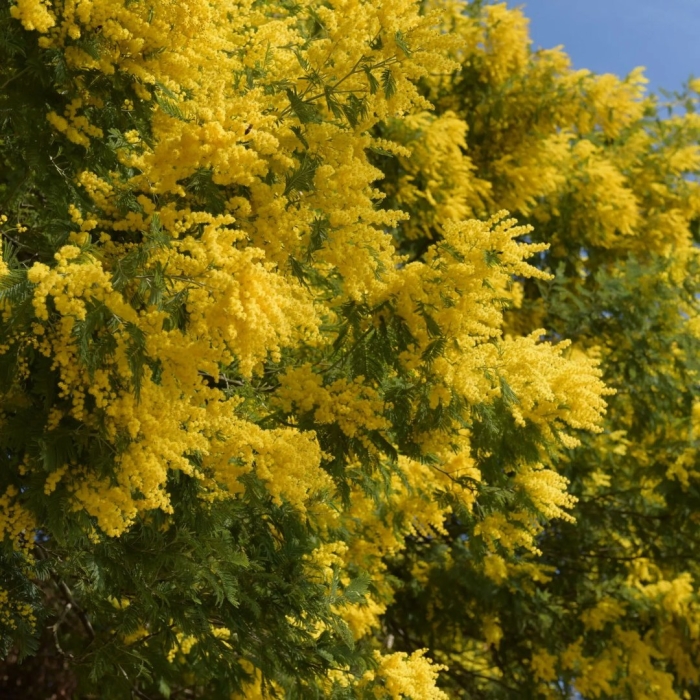 Дерево мимозы в абхазии