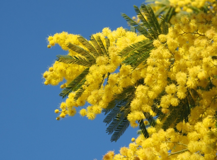 Акация dealbata