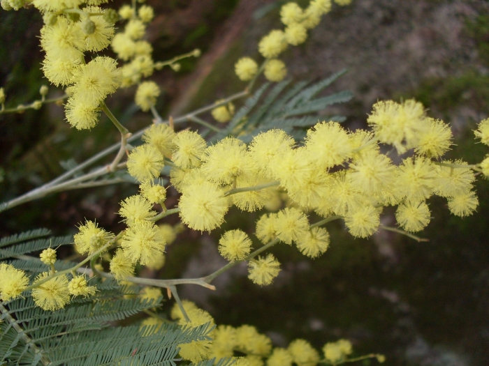 Растение мимоза