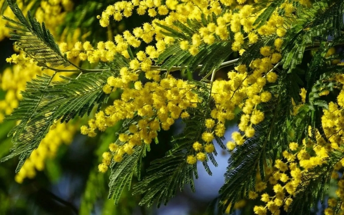 Акация серебристая мимоза