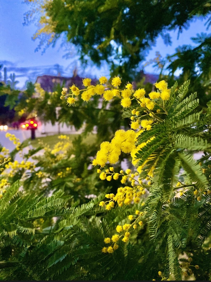 Цветение мимозы в сочи