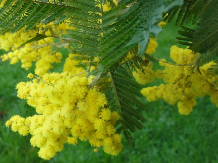 Сибирская мимоза