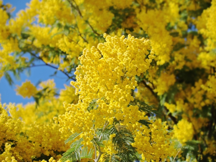 Золотая акация