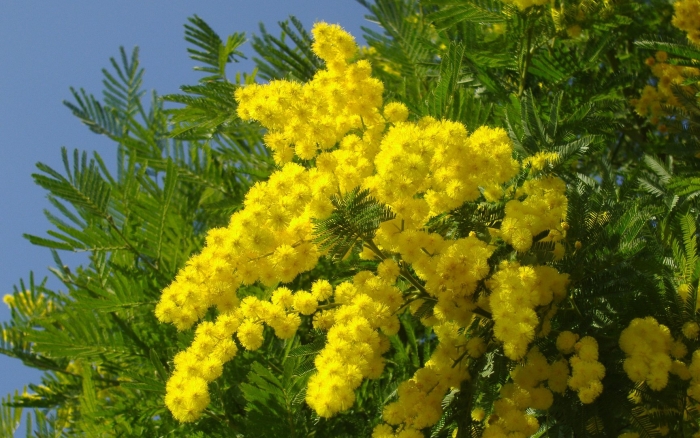 Мимоза акация