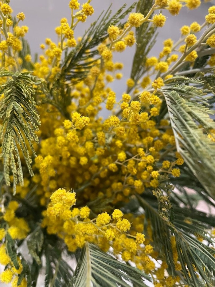 Мимоза в сочи