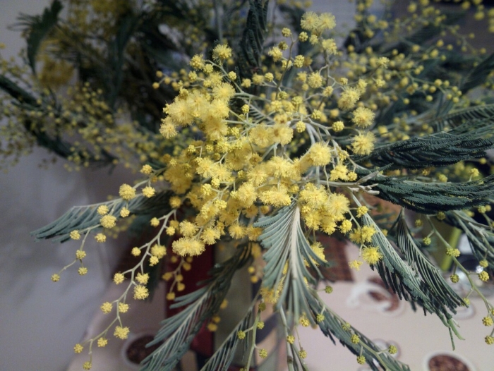 'мимозы ветка мимозы