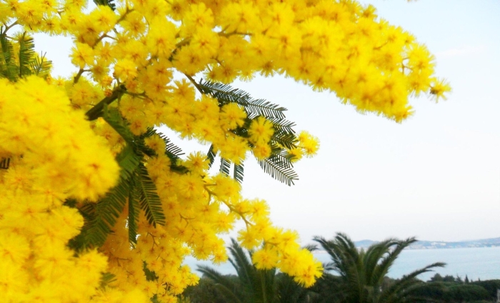 Мимоза акация абхазия