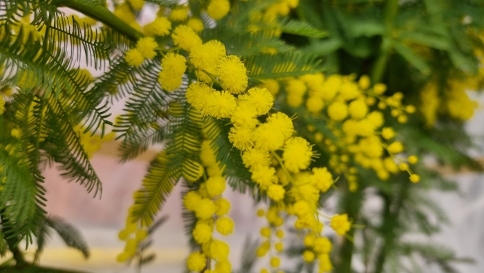 Дмт мимоза хостилис