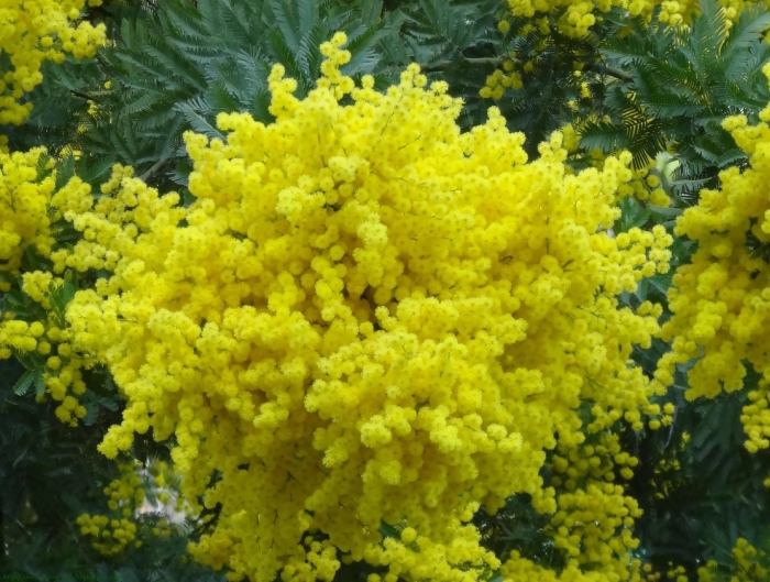 Куст мимозы