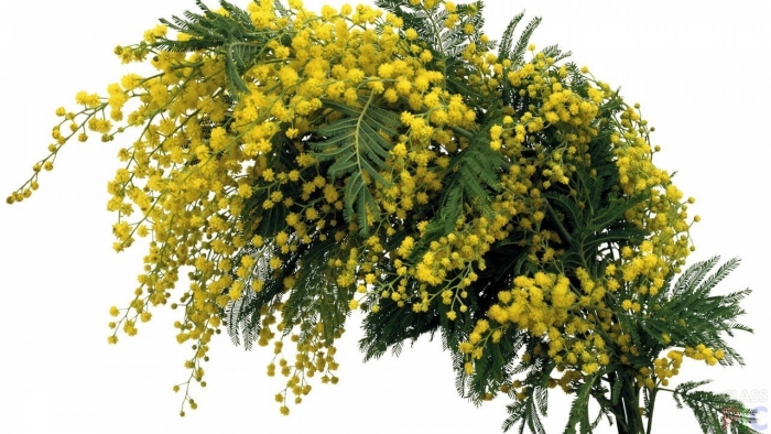 Мимоза ветка