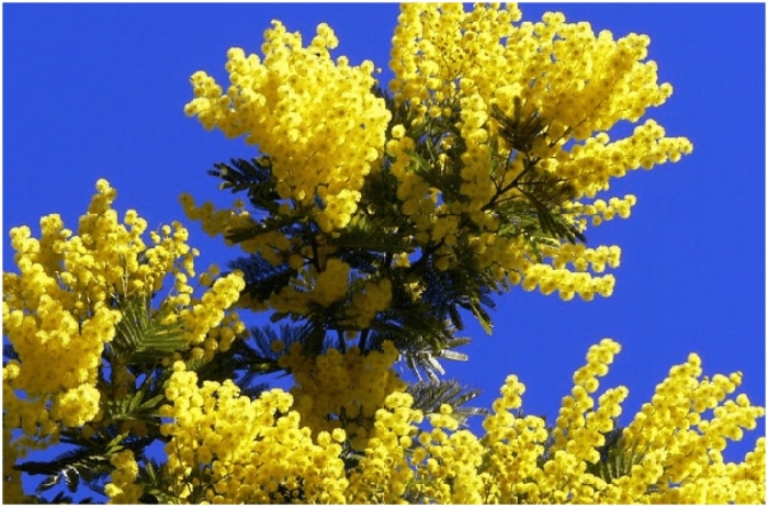Акация серебристая мимоза