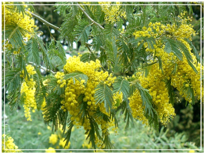 Мимоза дерево