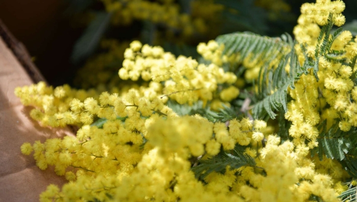 Итальянская мимоза