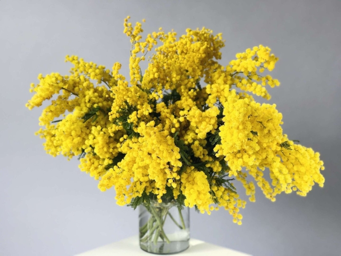 Пасифик мимоза