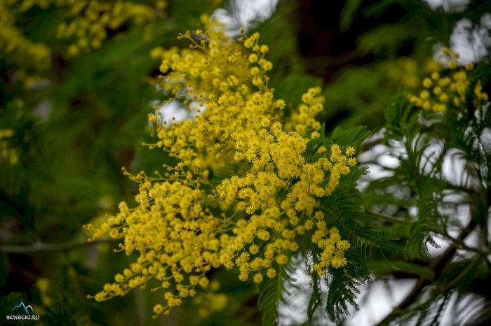 Мимоза эво