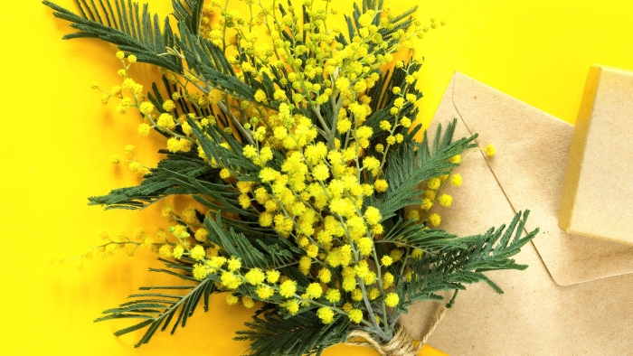 Цветы мимоза сухие