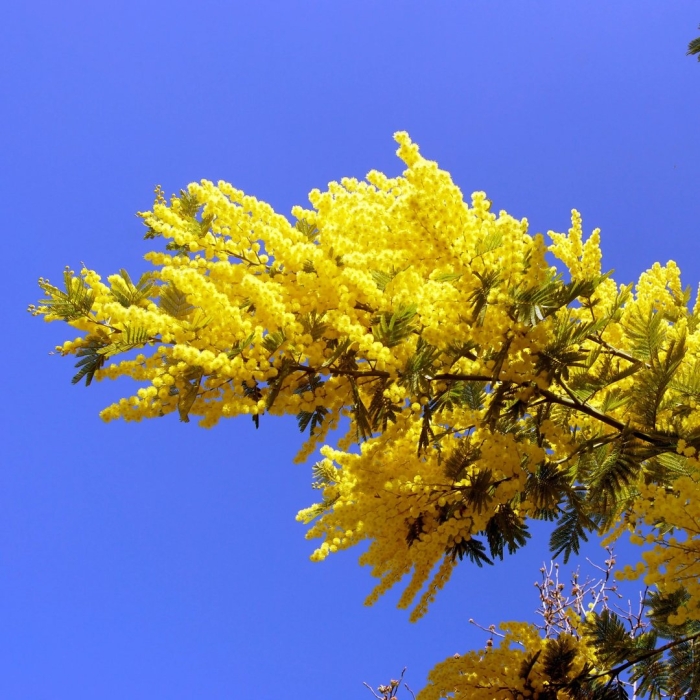 Мимоза дерево