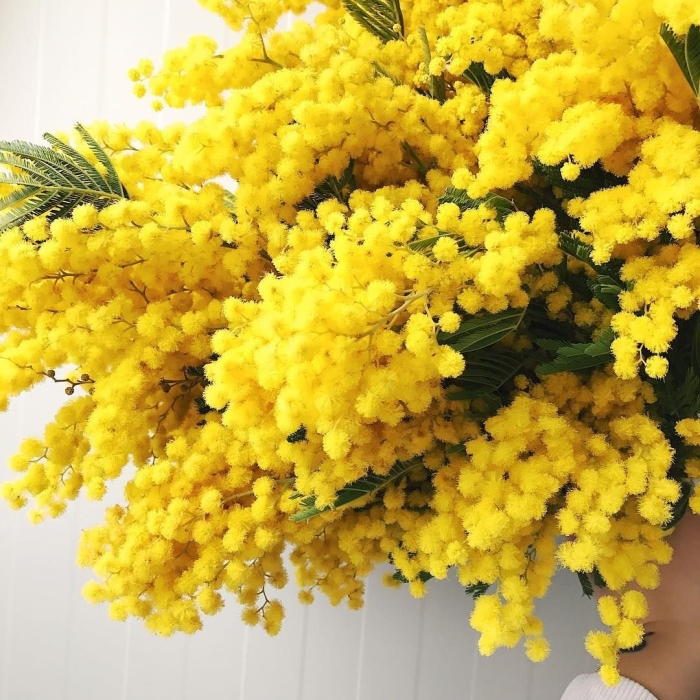 14 марта день мимозы