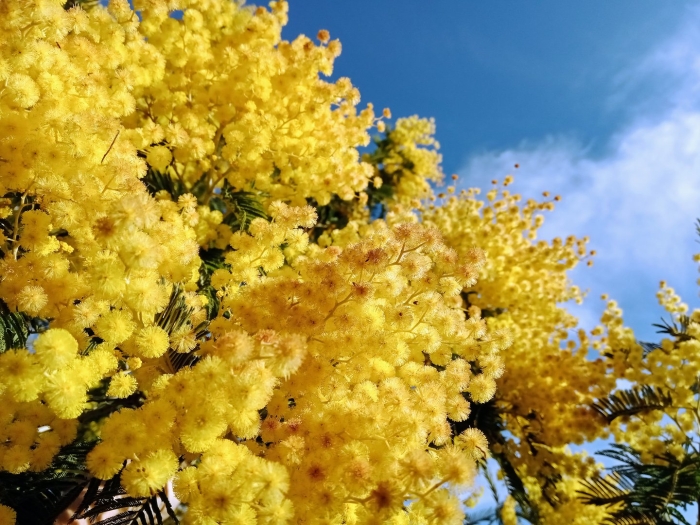 Мимоза садовая