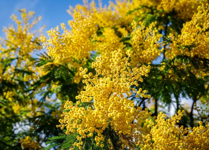 Акация серебристая мимоза