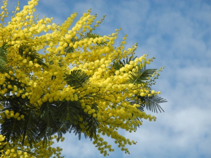 Цветущая мимоза дерево