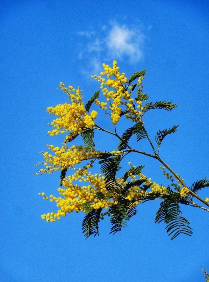 Акация мимоза желтая