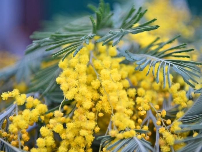 Акация серебристая мимоза