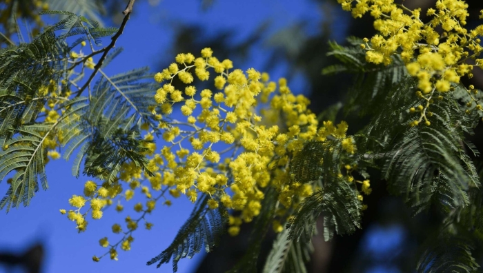 Мимоза акация абхазия