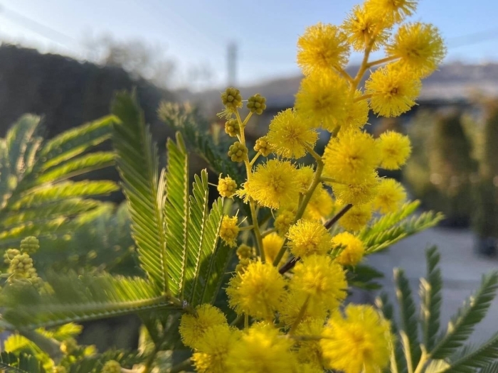 Мимоза цветет в сочи