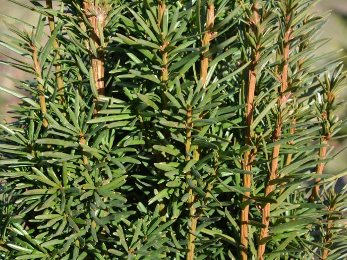 Тис ягодный taxus baccata