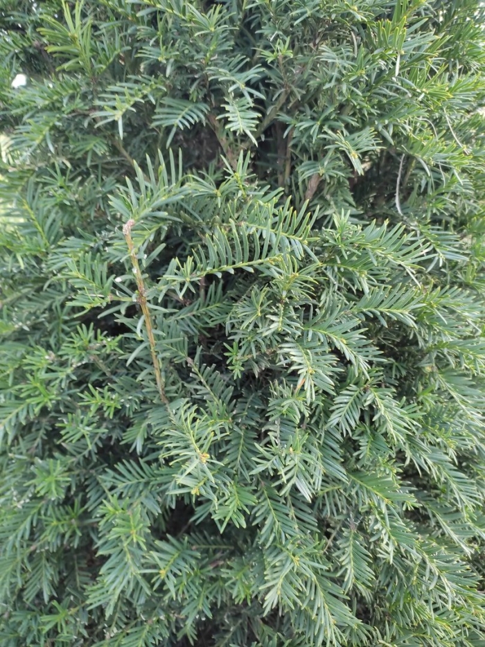 Cephalotaxus harringtonia