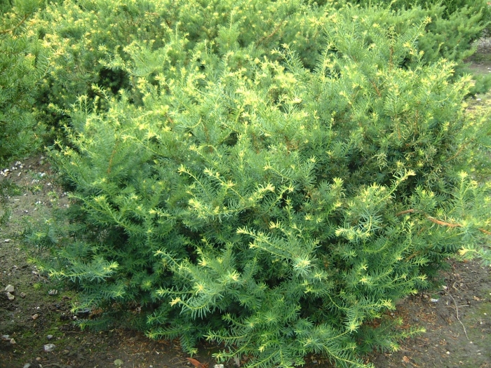 Тисс densiformis