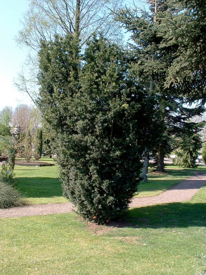 Taxus baccata 'overeynderi'
