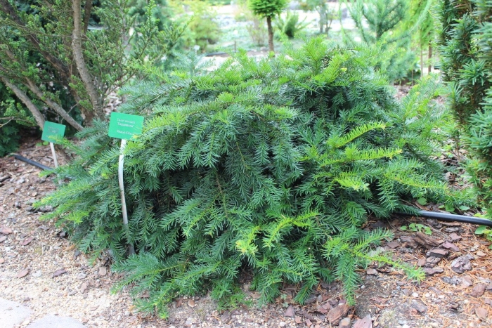 Тис репанденс