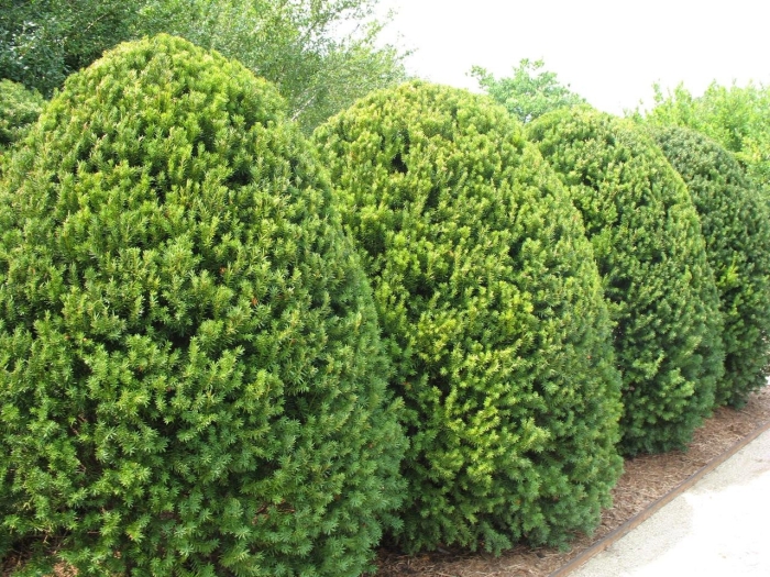 Тис taxus media hillii