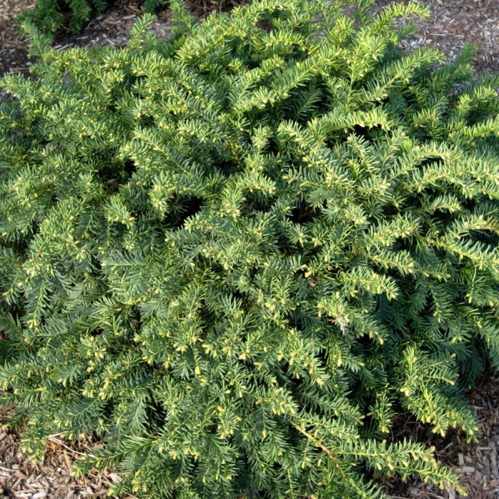 Тисс ягодный репанденс