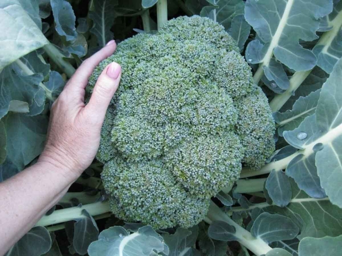 Брокколи сорт партенон