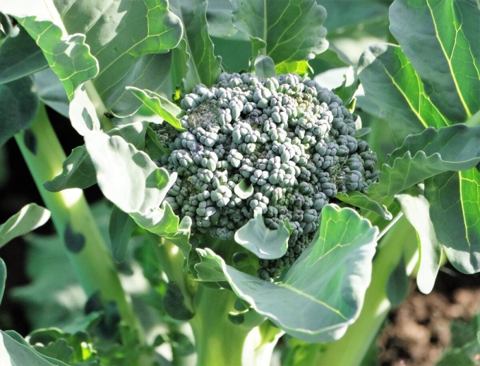 Сорта капусты брокколи