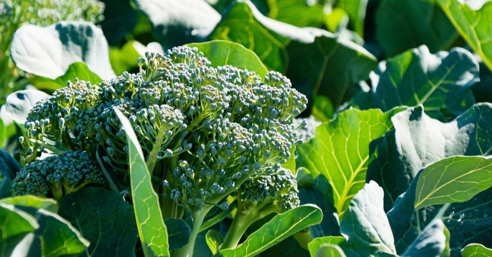 Капуста брокколи зеленый вельвет