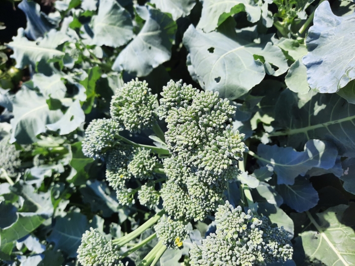 Капуста брокколи цветет