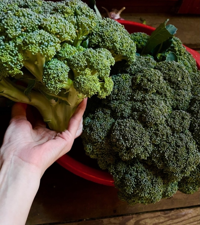 Капуста брокколи брокколетти