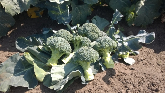 Брокколи бенефорте