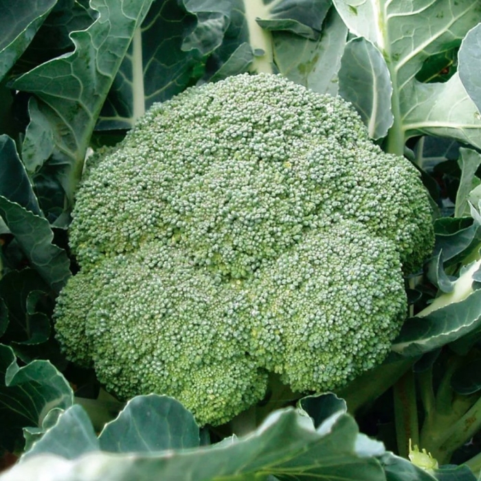 Капуста брокколи фиеста f1