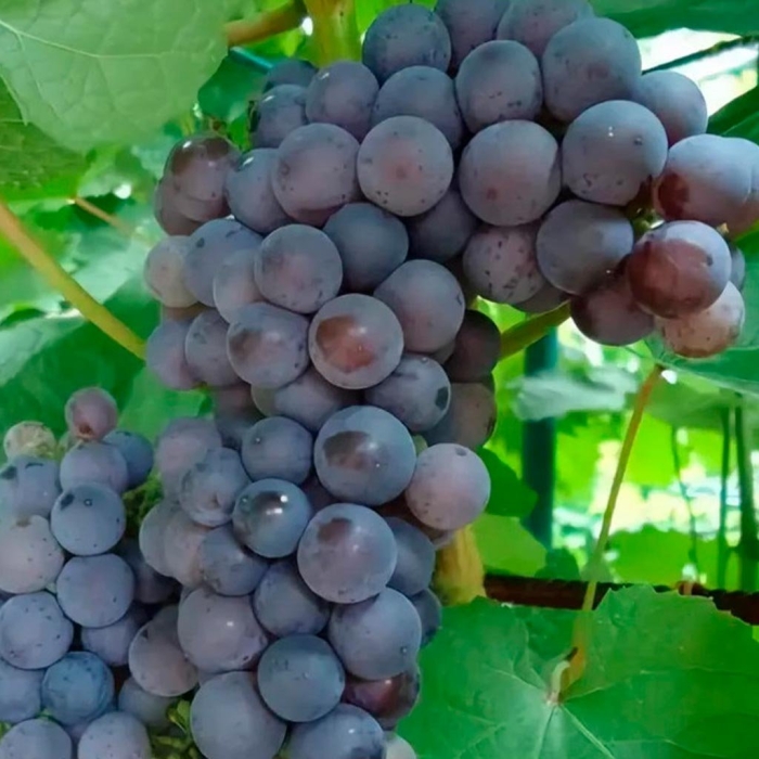 Сорт винограда илья муромец